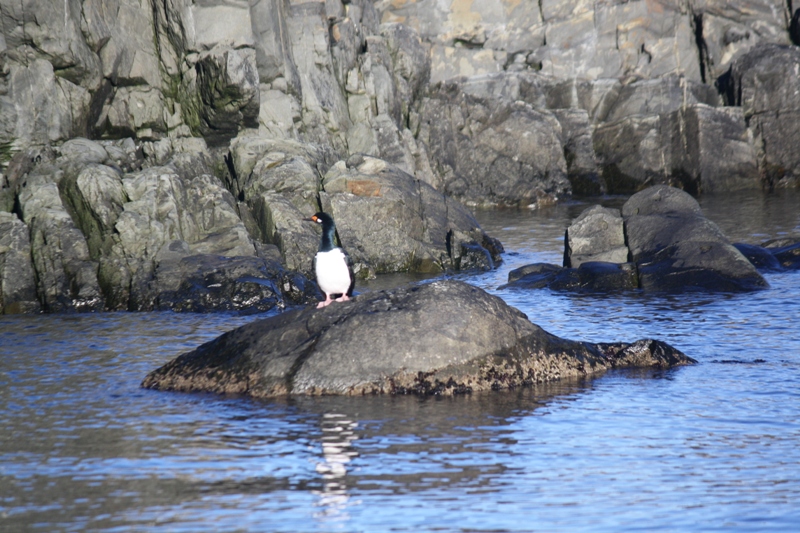 Beagle Channel, Tierra del Fuego