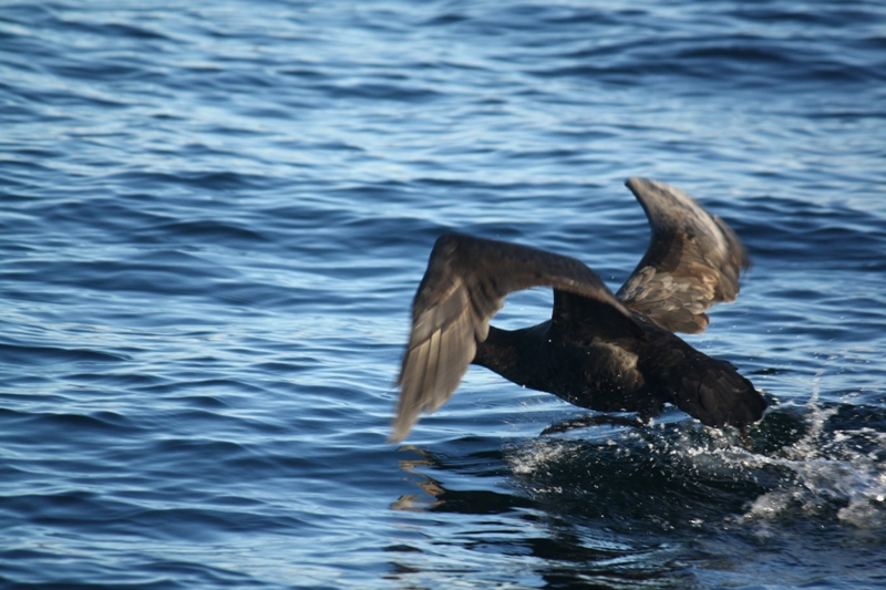 Beagle Channel, Tierra del Fuego