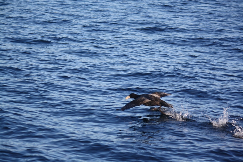 Beagle Channel, Tierra del Fuego