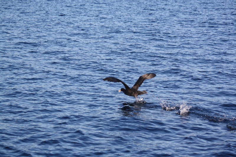 Beagle Channel, Tierra del Fuego