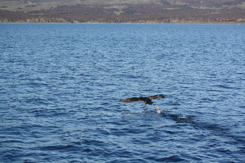 Beagle Channel, Tierra del Fuego