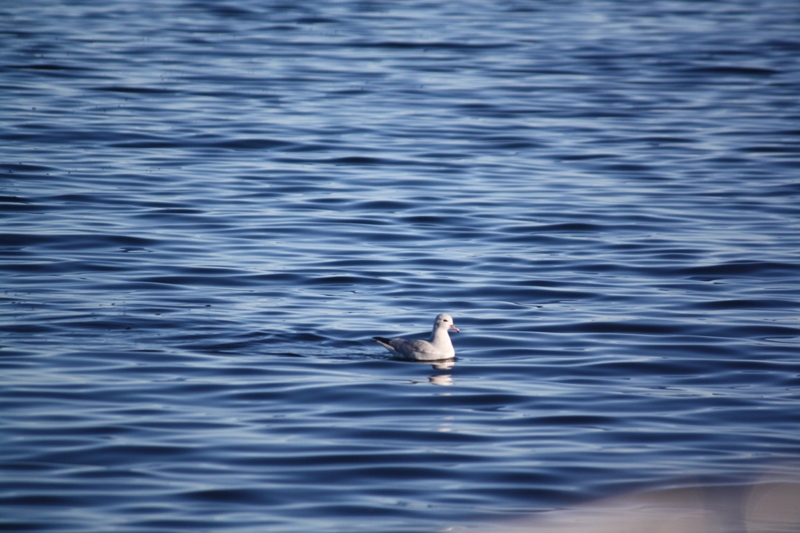 Beagle Channel, Tierra del Fuego