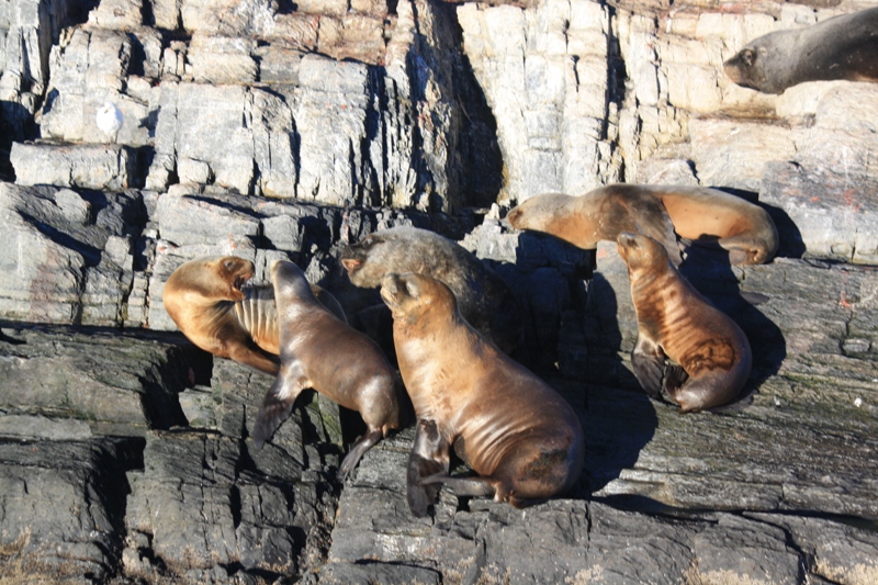 Beagle Channel, Tierra del Fuego