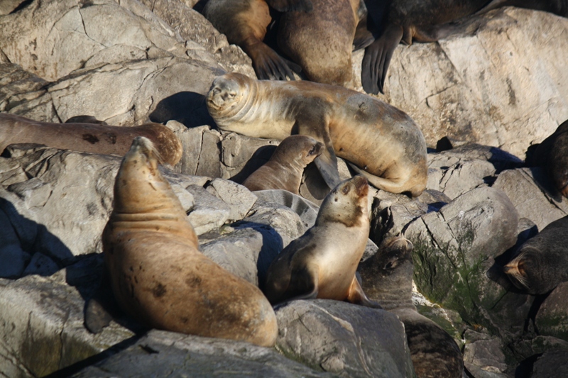 Beagle Channel, Tierra del Fuego