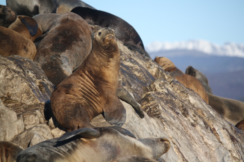 Beagle Channel, Tierra del Fuego