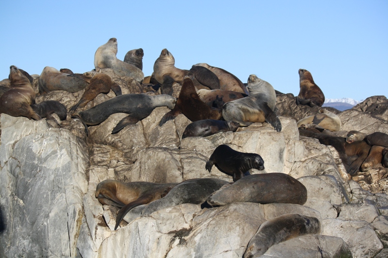 Beagle Channel, Tierra del Fuego