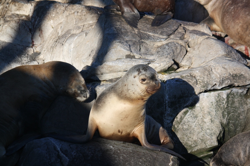 Beagle Channel, Tierra del Fuego