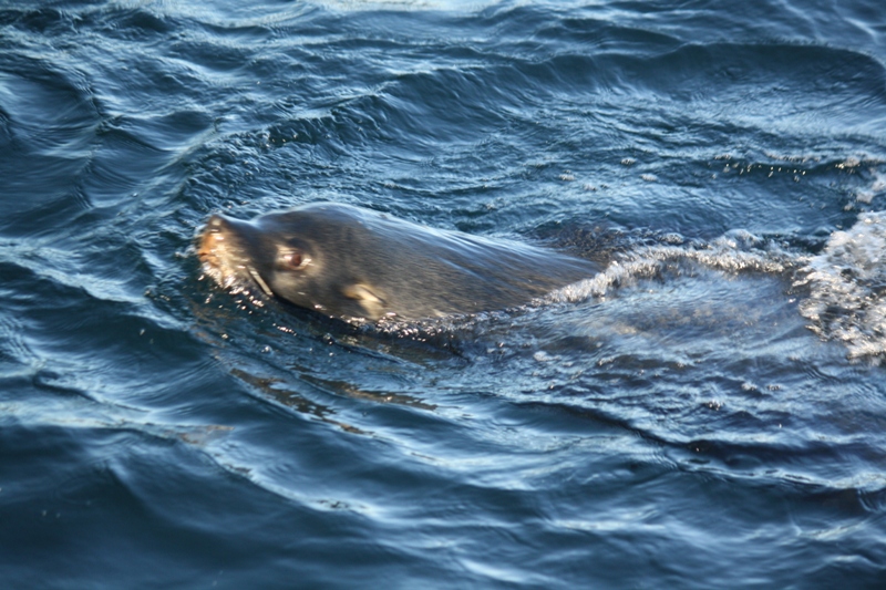 Beagle Channel, Tierra del Fuego