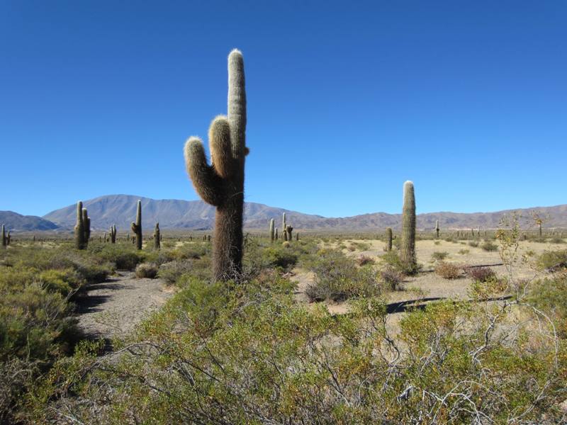  Parque nacional Los Cardones, Salta Province, Argentina