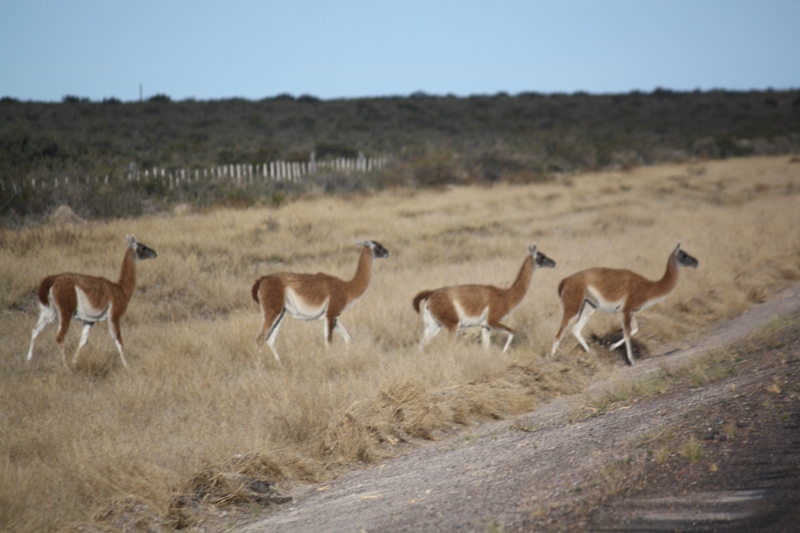 Guanacos, Peninsula Valdes, Argentina