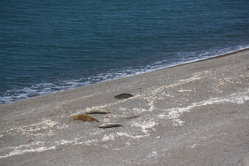 Peninsula Valdes, Argentina