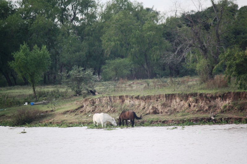 Jungle, Río Paraná, Santa Fe, Argentina