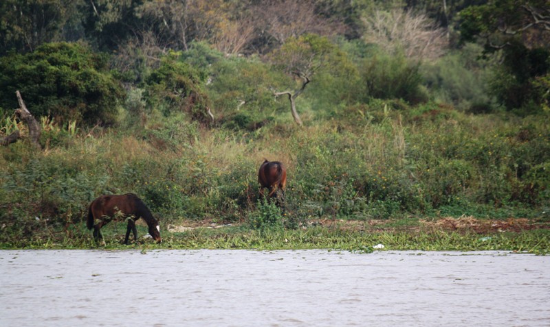 Jungle, Río Paraná, Santa Fe, Argentina