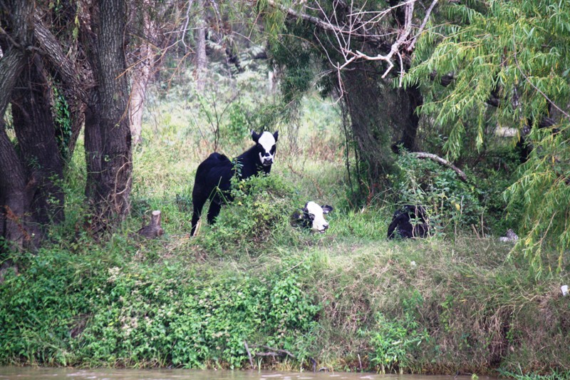 Jungle, Río Paraná, Santa Fe, Argentina