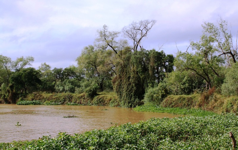 Jungle, Río Paraná, Santa Fe, Argentina