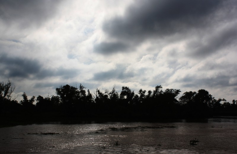 Jungle, Río Paraná, Santa Fe, Argentina