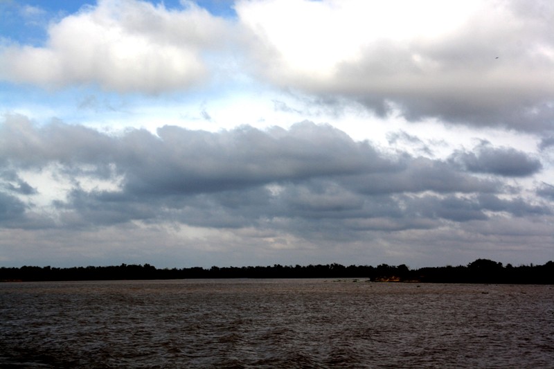 Jungle, Río Paraná, Santa Fe, Argentina