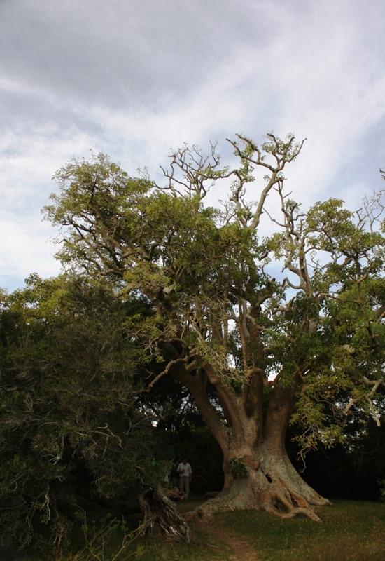 Bosque de Ombúes 