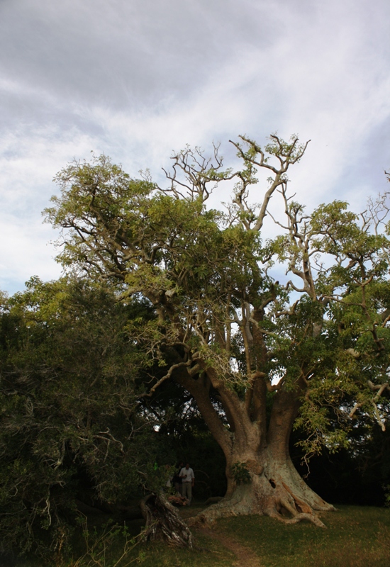 Bosque de Ombúes 