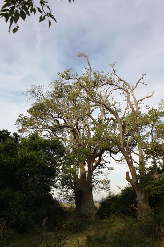 Bosque de Ombúes