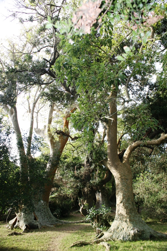 Bosque de Ombúes