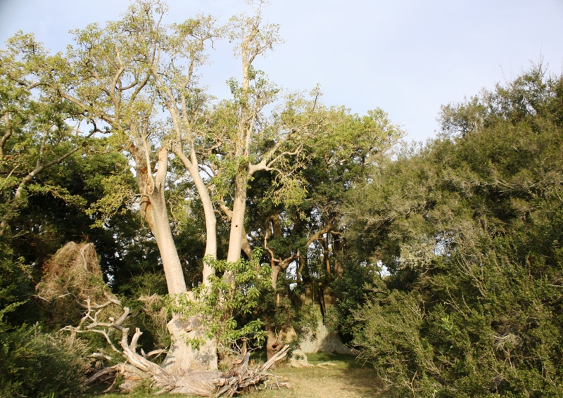 Bosque de Ombúes 