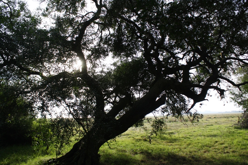 Bosque de Ombúes 