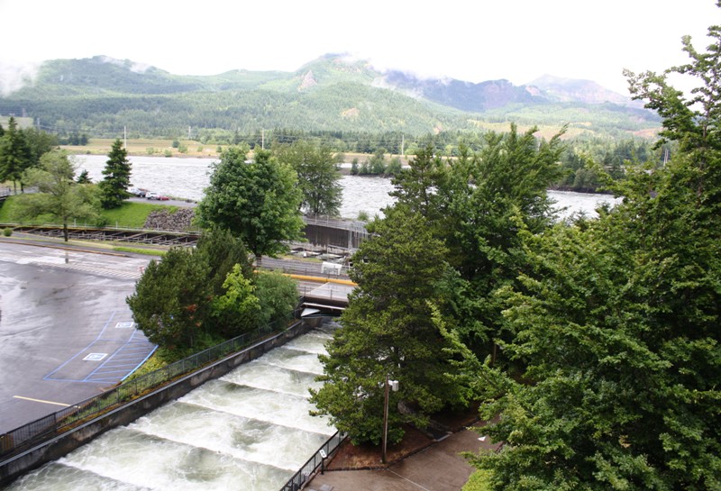 Fish Ladder, Bonneville Dam, Columbia River