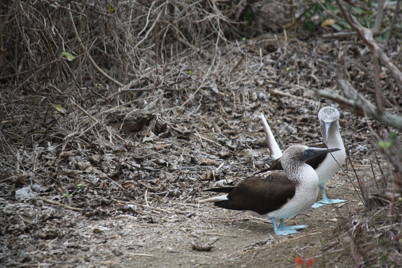 Blue-Footed Booby, Isla de la Plata, Ecuador