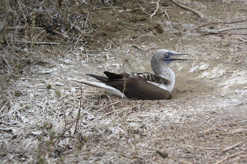 Blue-Footed Booby, Isla de la Plata, Ecuador