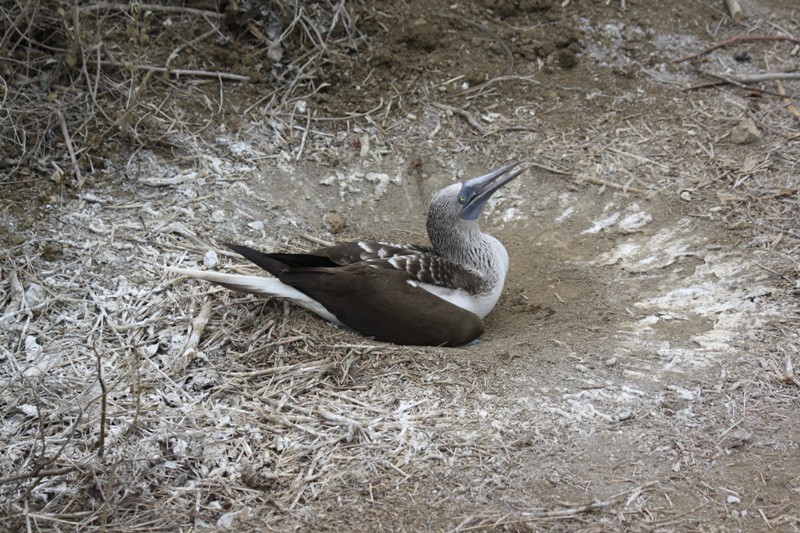 Blue-Footed Booby, Isla de la Plata, Ecuador