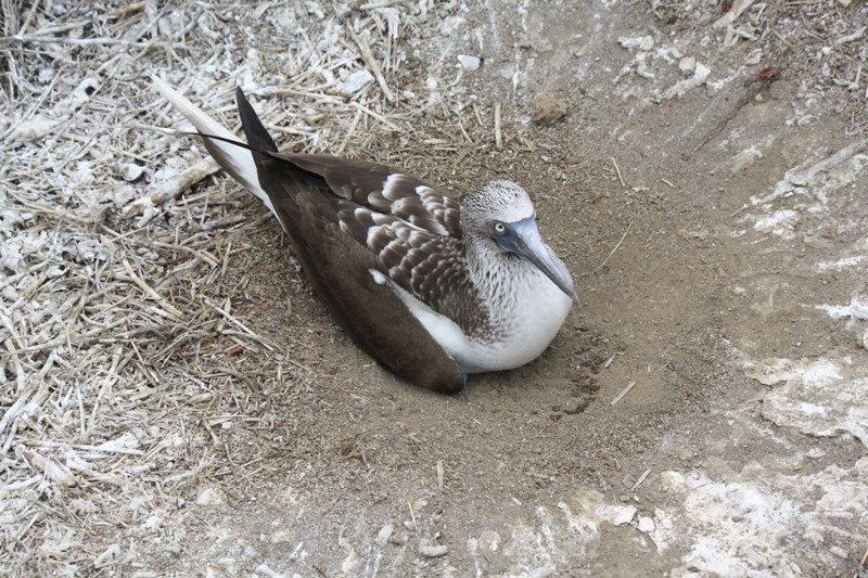 Blue-Footed Booby, Isla de la Plata, Ecuador