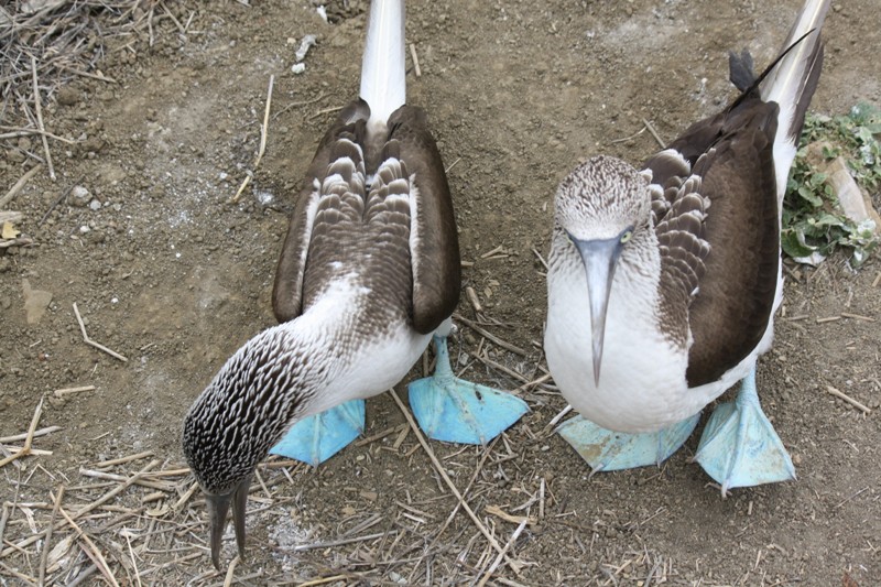 Blue-Footed Booby, Isla de la Plata, Ecuador