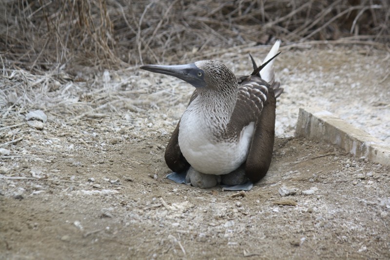 Blue-Footed Booby, Isla de la Plata, Ecuador