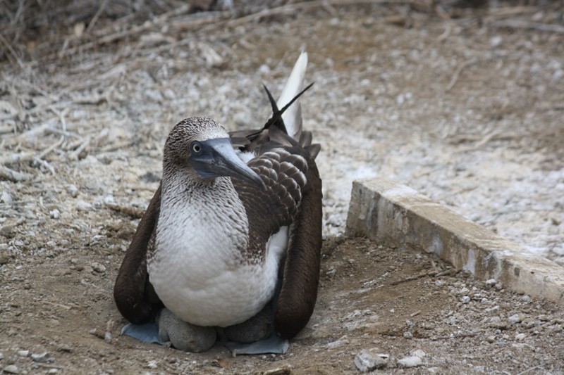 Blue-Footed Booby, Isla de la Plata, Ecuador