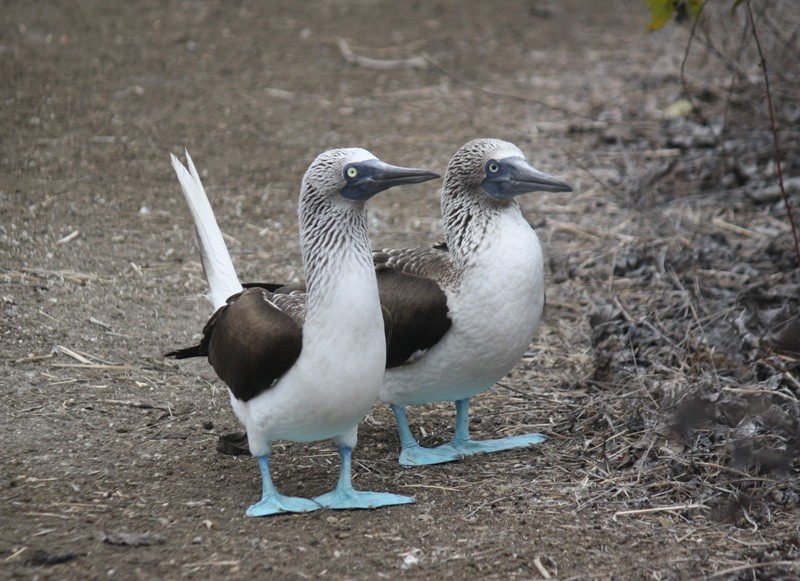 Blue-Footed Booby, Isla de la Plata, Ecuador