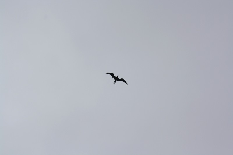 Isla de la Plata, Ecuador