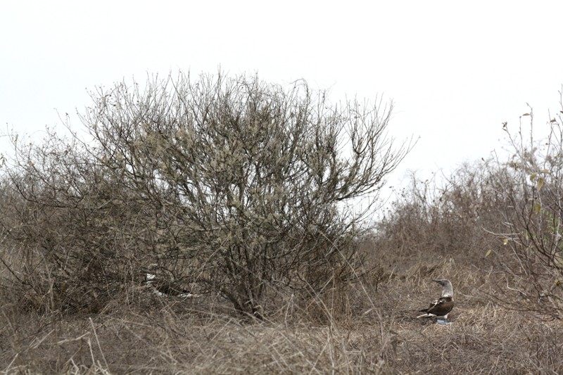 Isla de la Plata, Ecuador