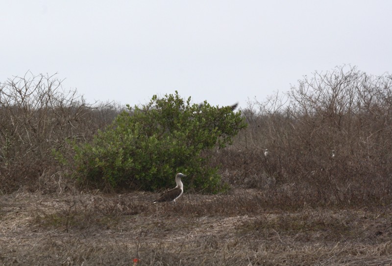 Isla de la Plata, Ecuador