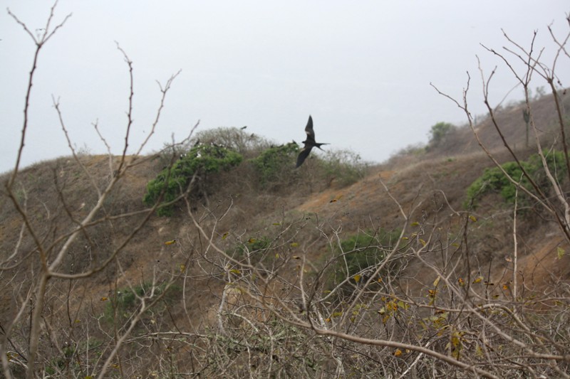 Isla de la Plata, Ecuador