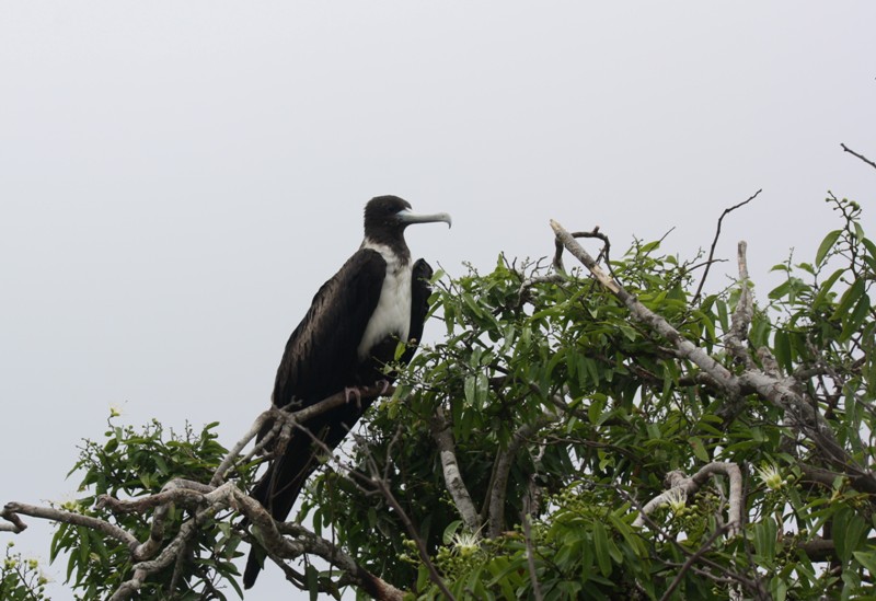 Isla de la Plata, Ecuador