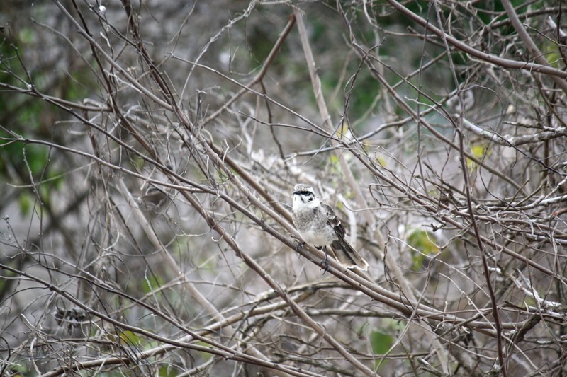 Isla de la Plata, Ecuador