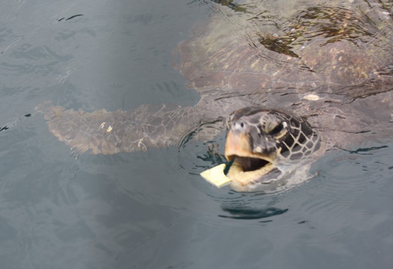 Isla de la Plata, Ecuador