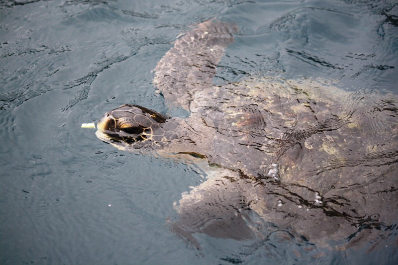 Isla de la Plata, Ecuador