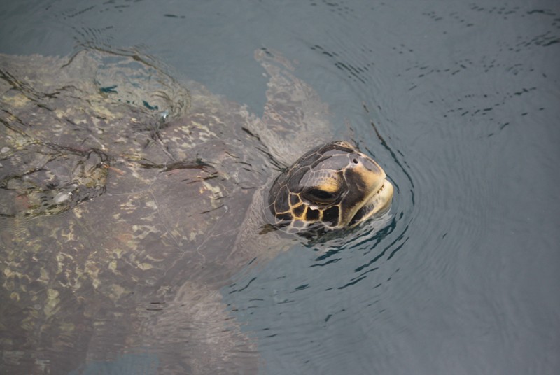 Isla de la Plata, Ecuador