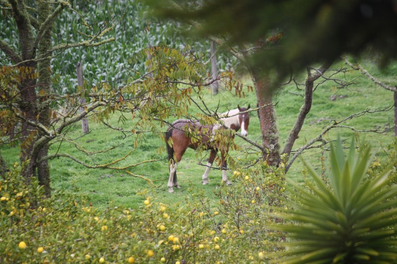 Hacienda Manteles, Patate, Ecuador