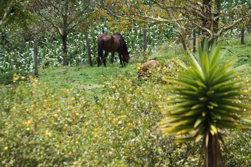 Hacienda Manteles, Patate, Ecuador