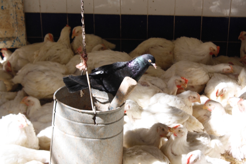 Market, Essaouira, Morocco