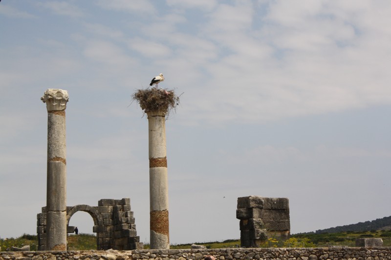 Volubilis, Morocco