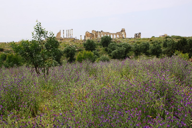 Volubilis, Morocco